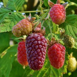 rubus fruticosus x idaeus buckingham